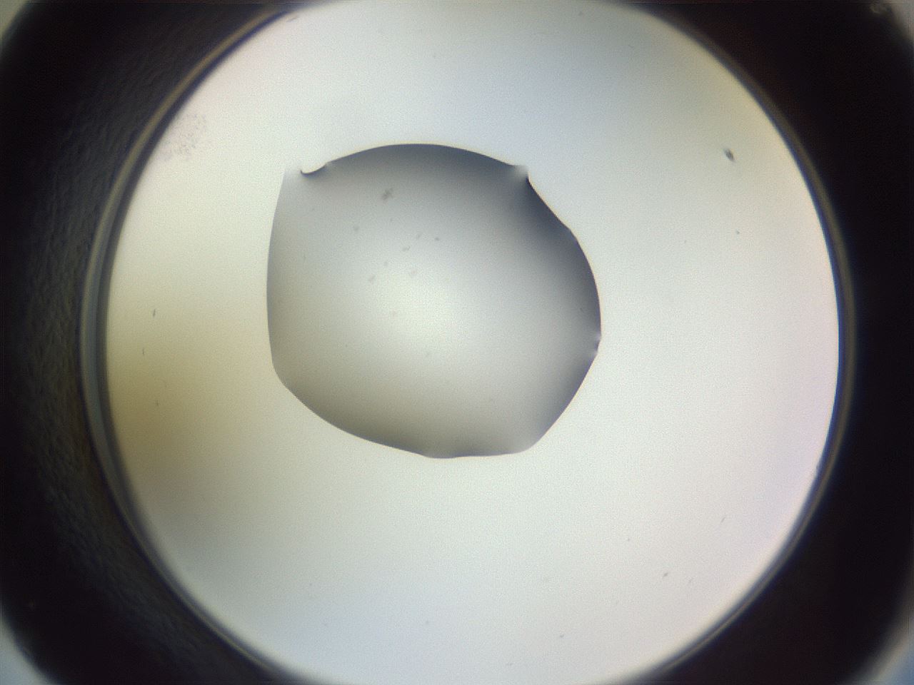 folderID250_plateID3250_batchID18363_wellNum57_profileID1_d2_r285492_ef.jpg