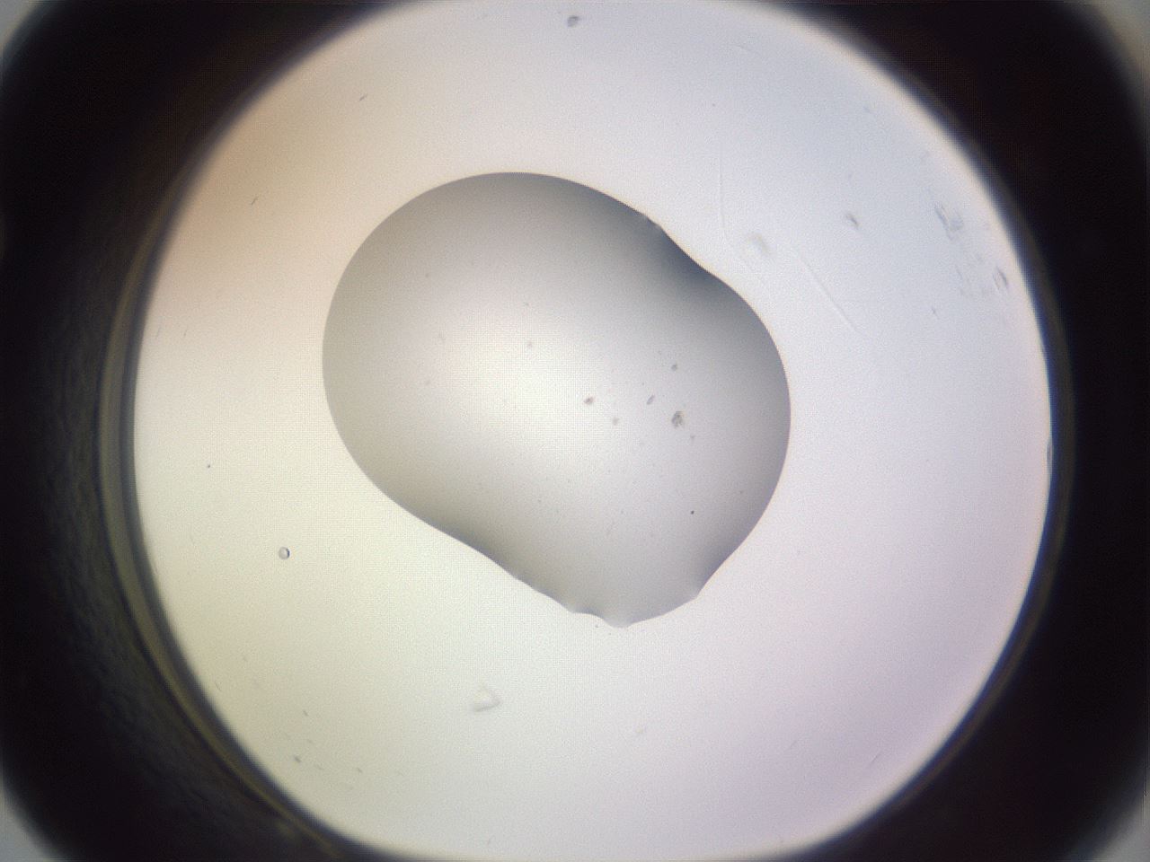 folderID250_plateID3250_batchID18335_wellNum68_profileID1_d1_r285513_ef.jpg