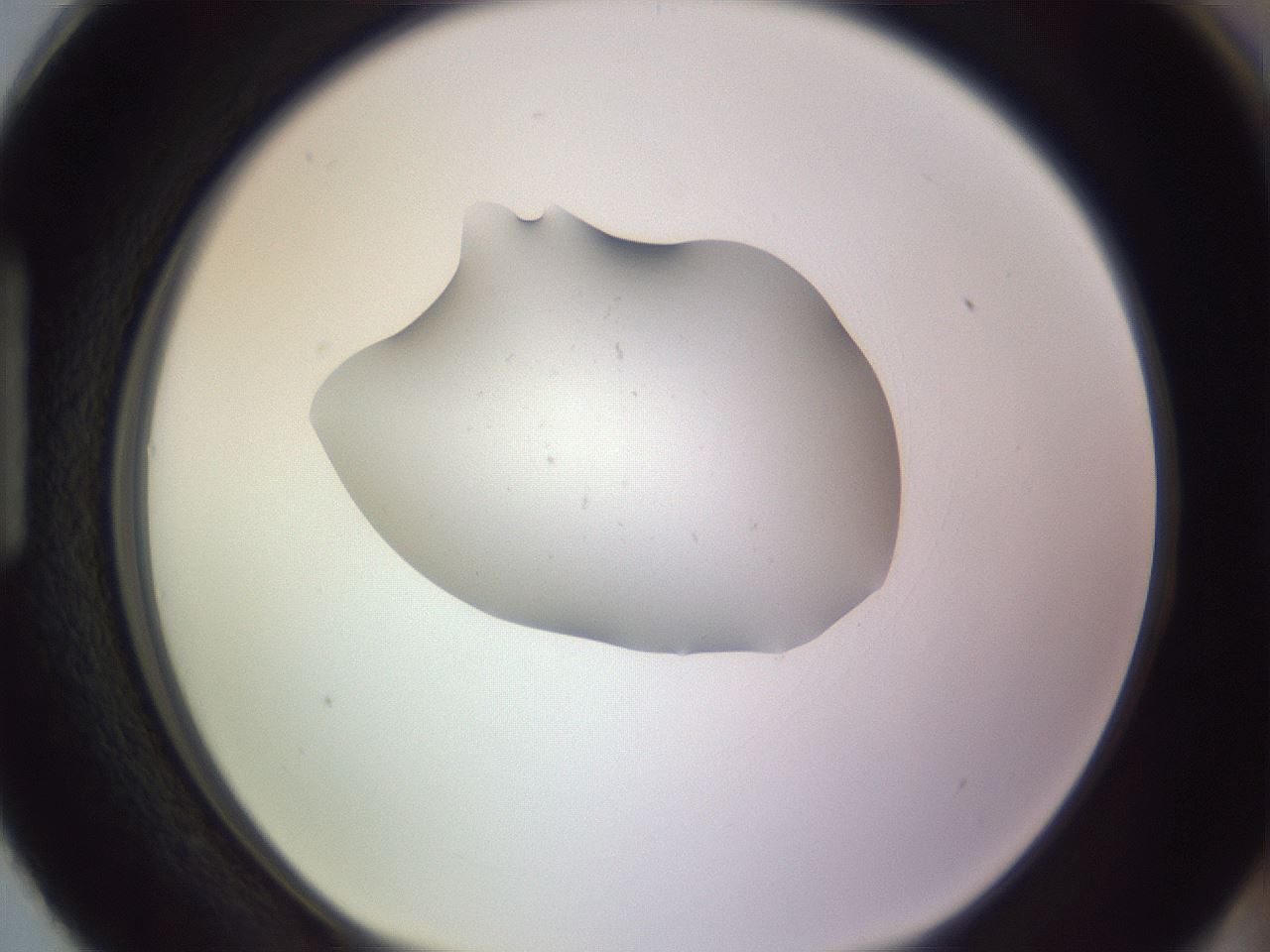 folderID250_plateID3250_batchID18363_wellNum87_profileID1_d1_r285551_ef.jpg
