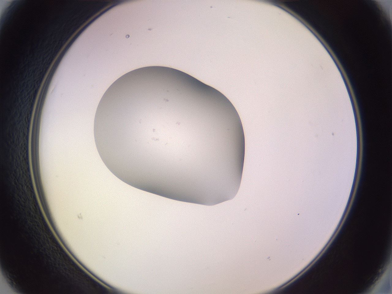 folderID250_plateID3250_batchID18625_wellNum15_profileID1_d2_r285408_ef.jpg