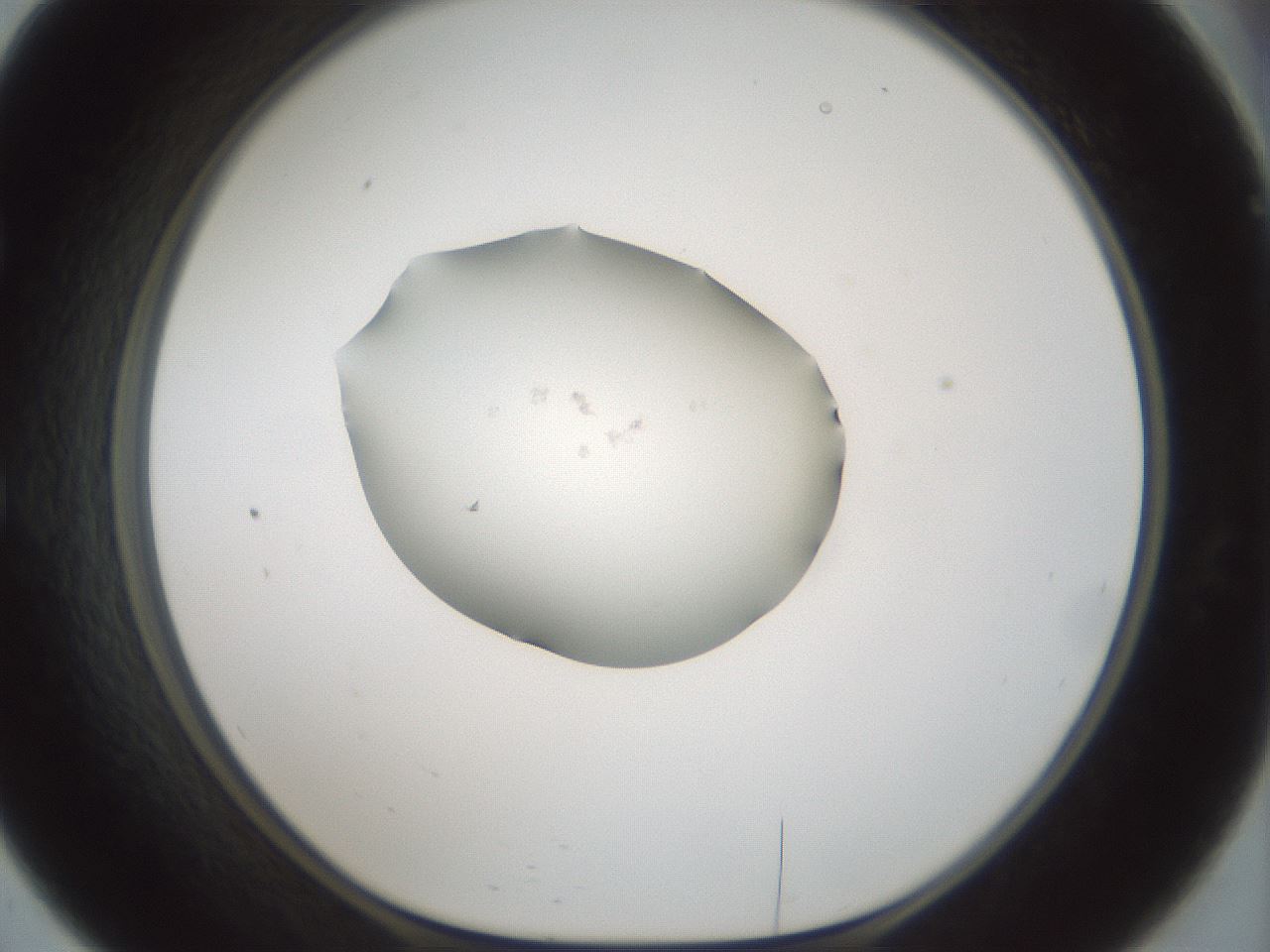 folderID251_plateID3251_batchID18204_wellNum57_profileID1_d1_r286259_ef.jpg