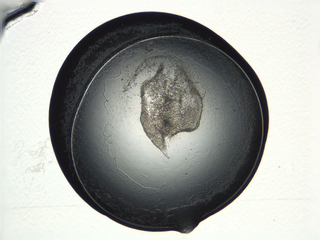 04ug_D11_ImagerDefaults_3.jpg