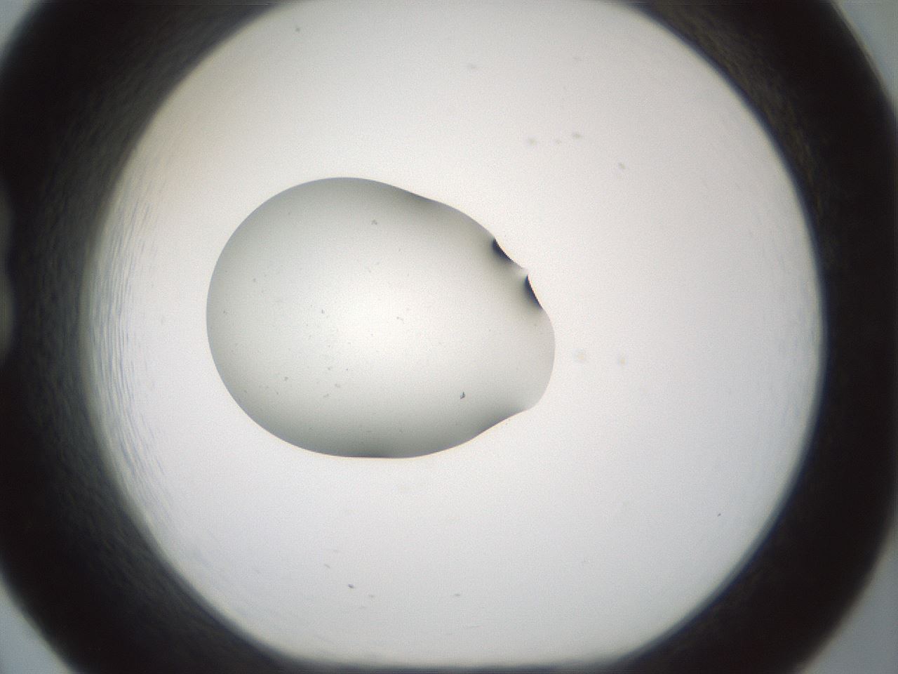folderID251_plateID3251_batchID19237_wellNum20_profileID1_d1_r286185_ef.jpg