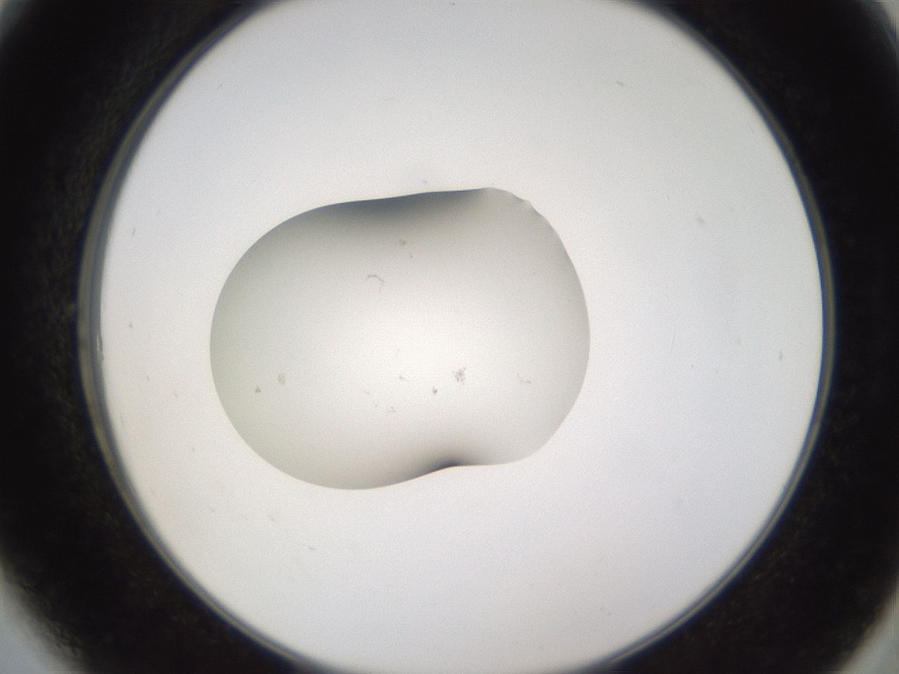 folderID252_plateID3252_batchID18499_wellNum6_profileID1_d2_r285198_ef.jpg