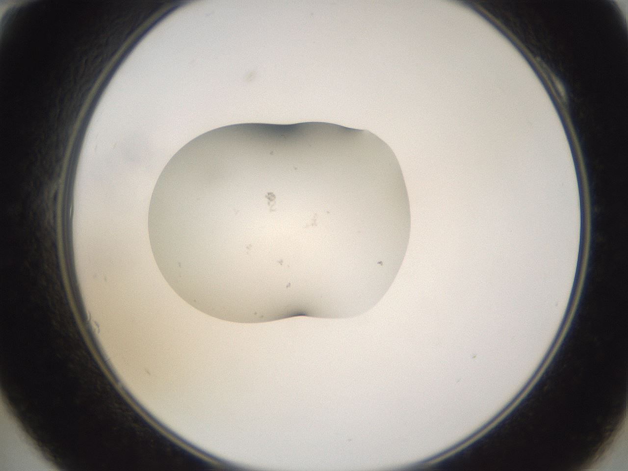 folderID252_plateID3252_batchID19769_wellNum10_profileID1_d2_r285206_ef.jpg