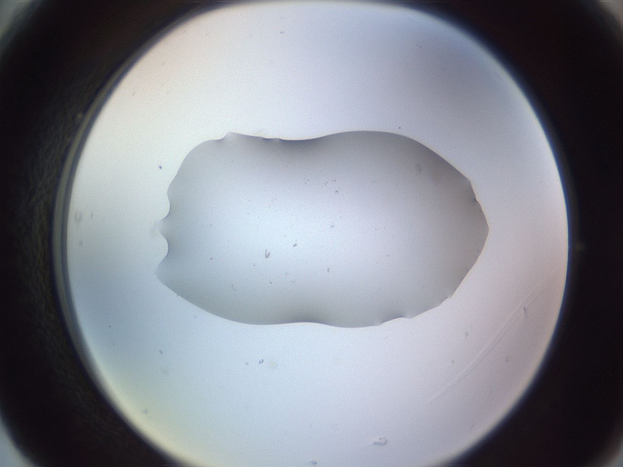 folderID250_plateID3250_batchID18363_wellNum77_profileID1_d2_r285532_ef.jpg