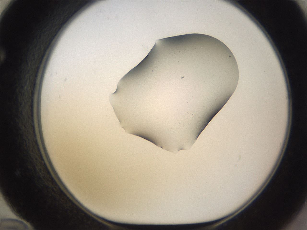 folderID252_plateID3252_batchID19769_wellNum72_profileID1_d1_r285329_ef.jpg