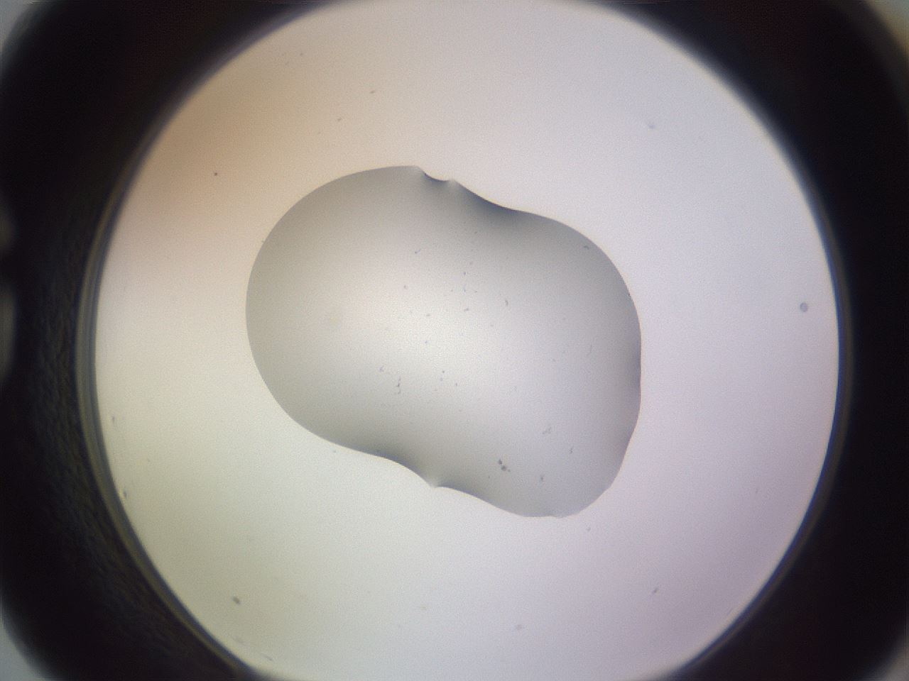 folderID253_plateID3253_batchID18244_wellNum75_profileID1_d1_r286103_ef.jpg