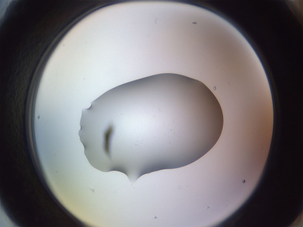 folderID253_plateID3253_batchID18244_wellNum90_profileID1_d2_r286134_ef.jpg