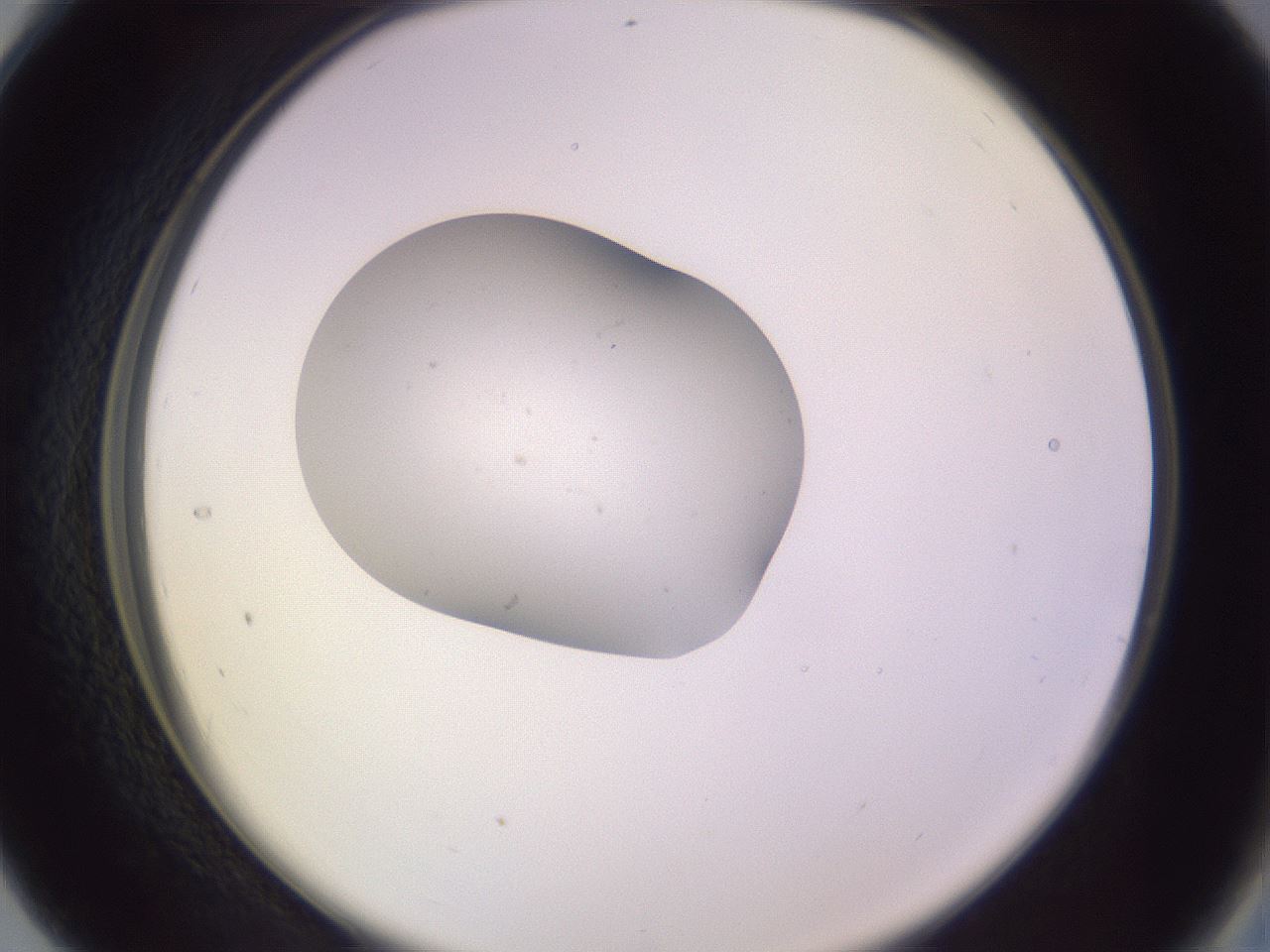 folderID253_plateID3253_batchID18338_wellNum28_profileID1_d2_r286010_ef.jpg