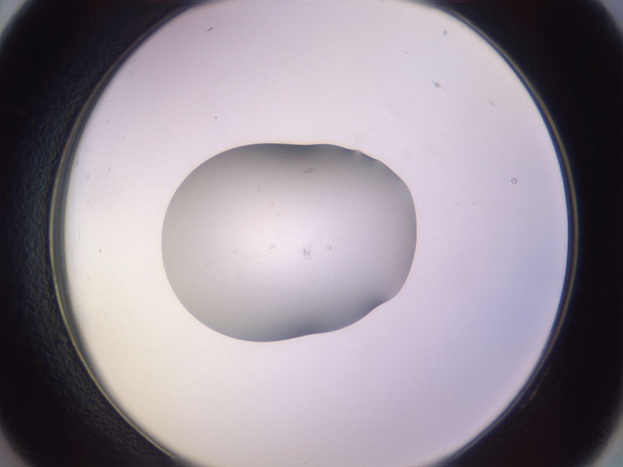 folderID253_plateID3253_batchID18294_wellNum26_profileID1_d2_r286006_ef.jpg