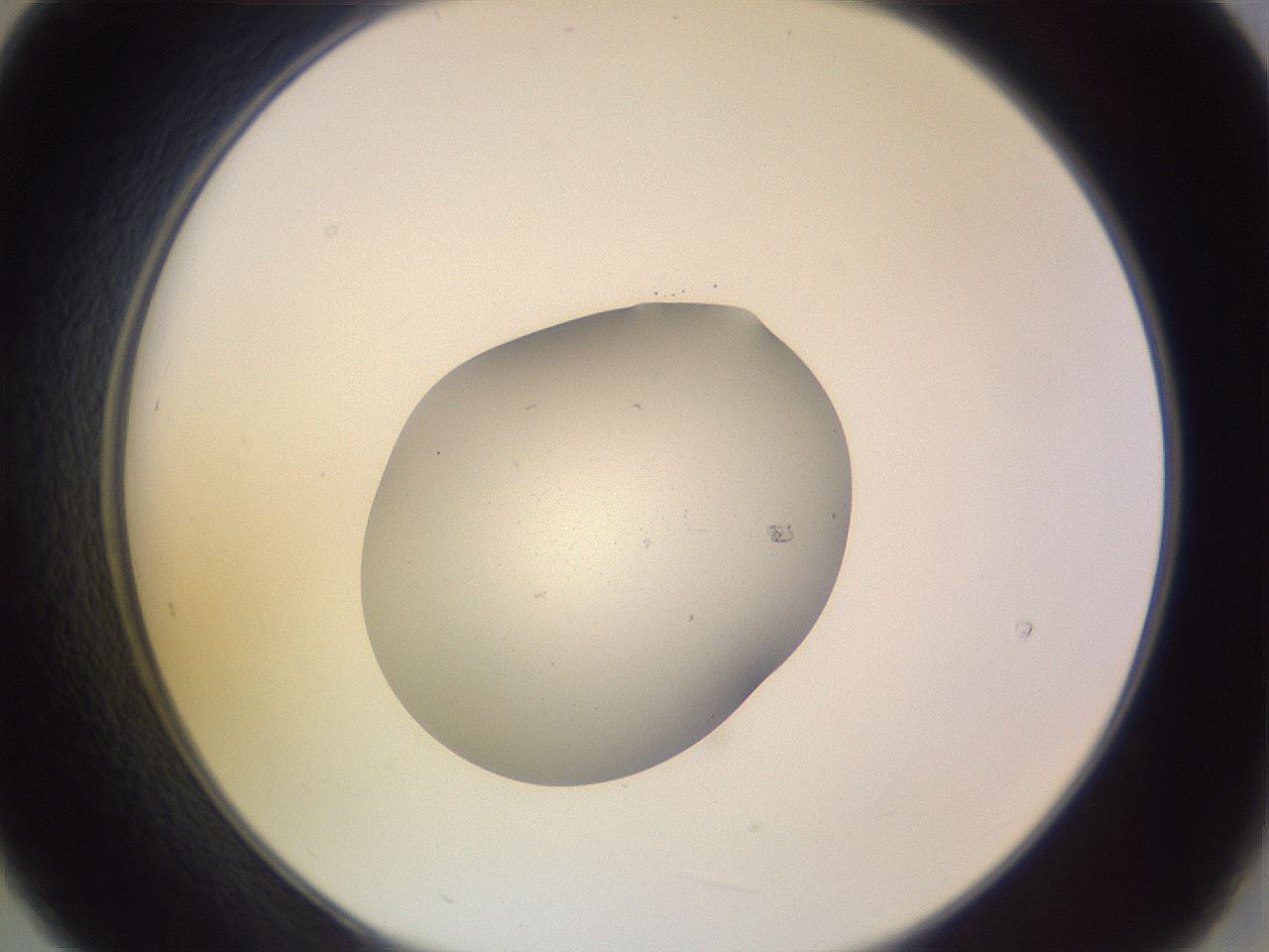 folderID253_plateID3253_batchID18412_wellNum21_profileID1_d2_r285996_ef.jpg