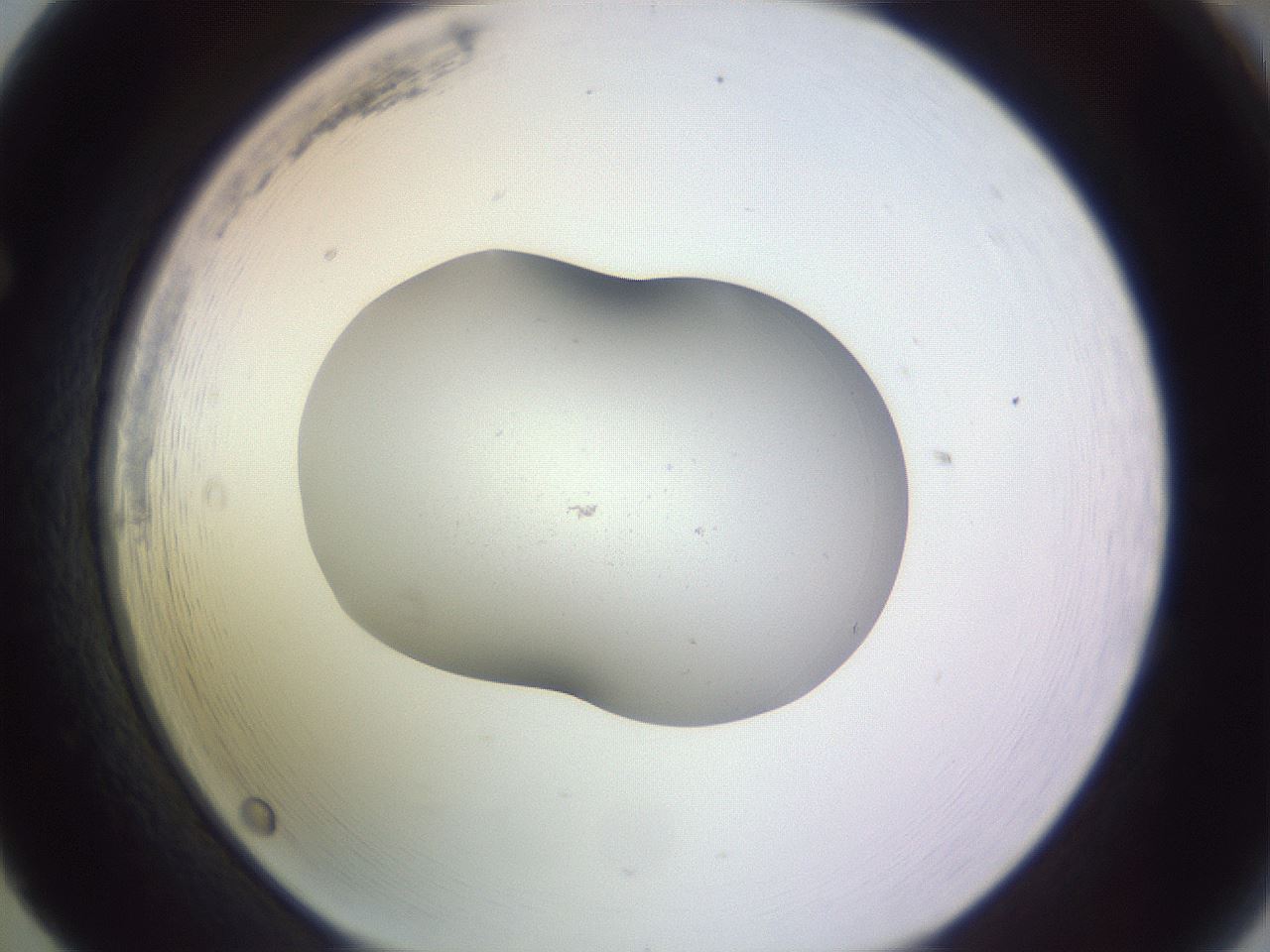 folderID253_plateID3253_batchID18412_wellNum65_profileID1_d1_r286083_ef.jpg