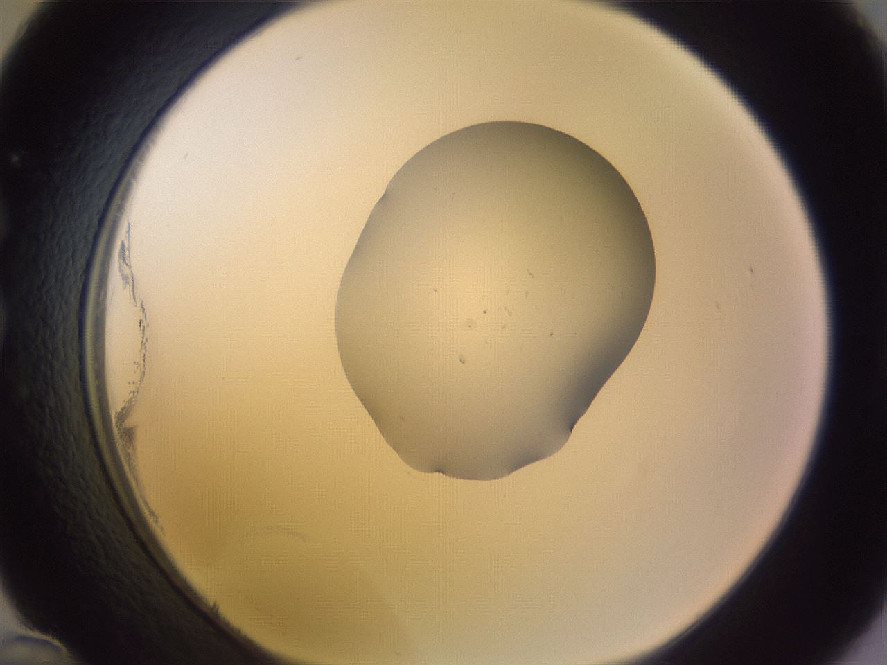 folderID253_plateID3253_batchID18936_wellNum36_profileID1_d1_r286025_ef.jpg