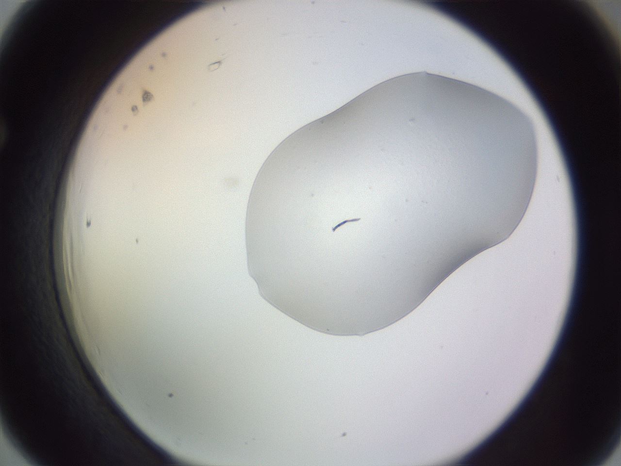 folderID253_plateID3253_batchID18936_wellNum66_profileID1_d1_r286085_ef.jpg