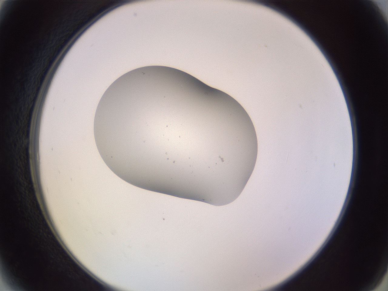 folderID253_plateID3253_batchID18936_wellNum6_profileID1_d2_r285966_ef.jpg