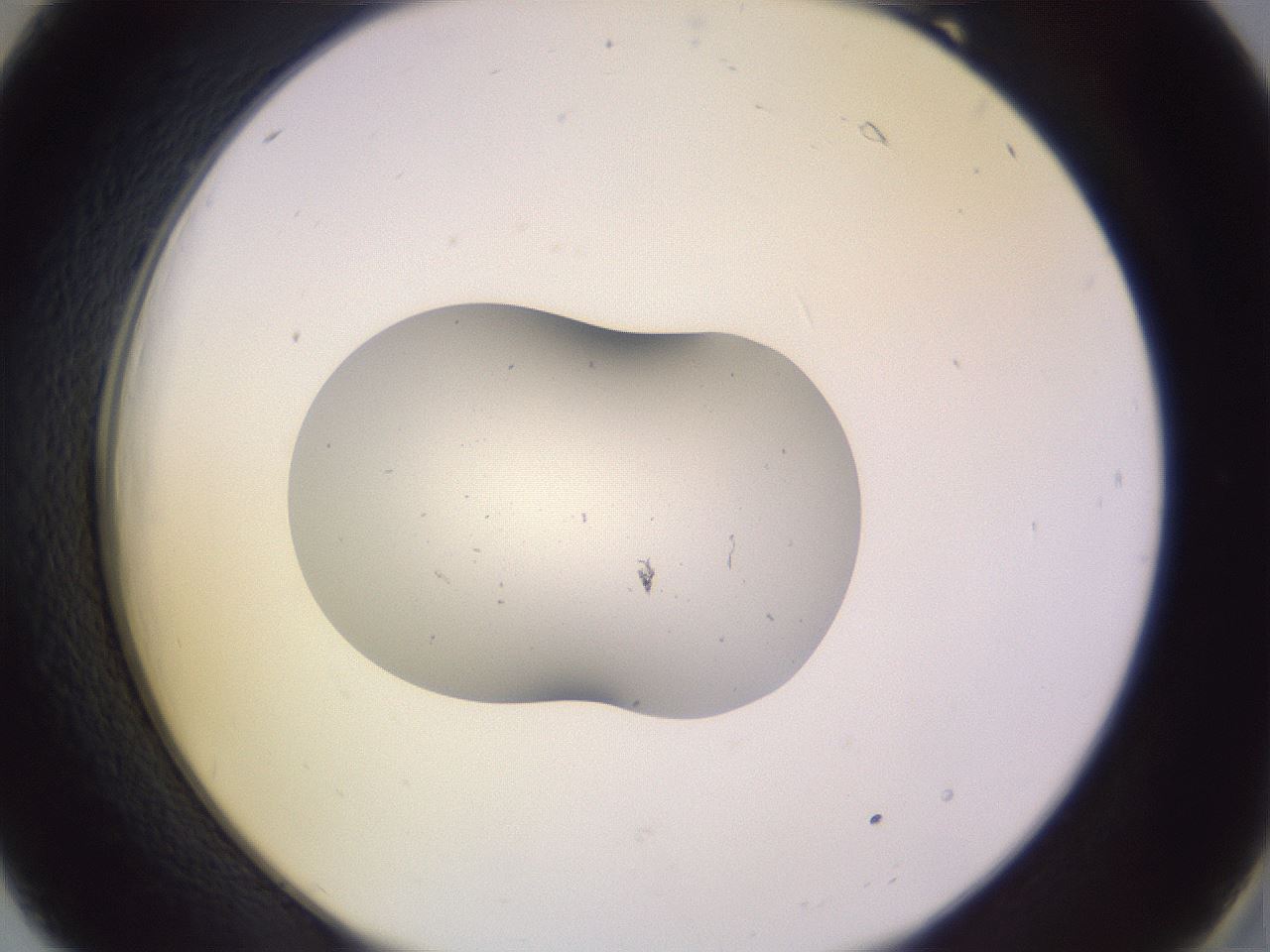 folderID253_plateID3253_batchID18936_wellNum18_profileID1_d2_r285990_ef.jpg