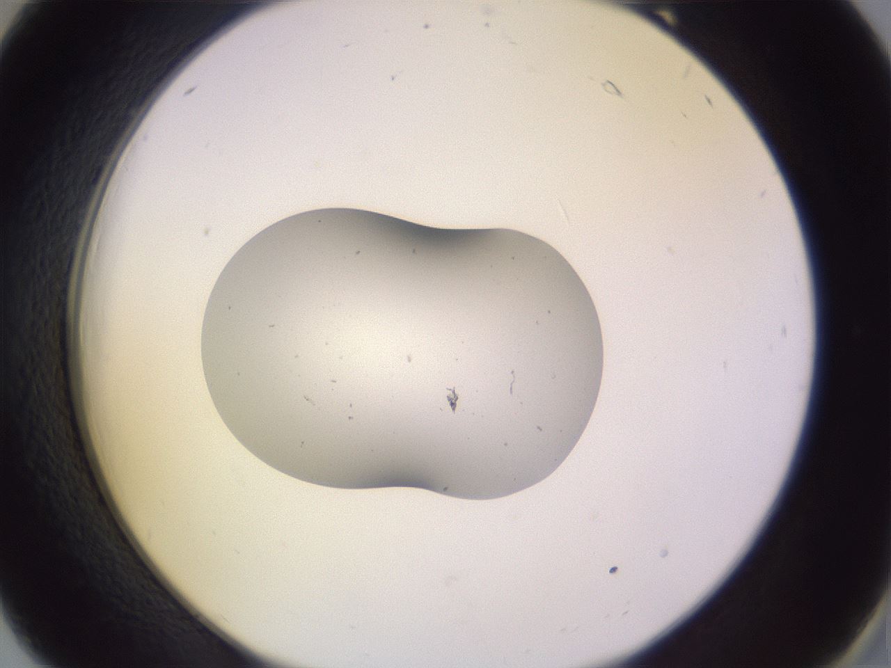 folderID253_plateID3253_batchID19238_wellNum18_profileID1_d2_r285990_ef.jpg