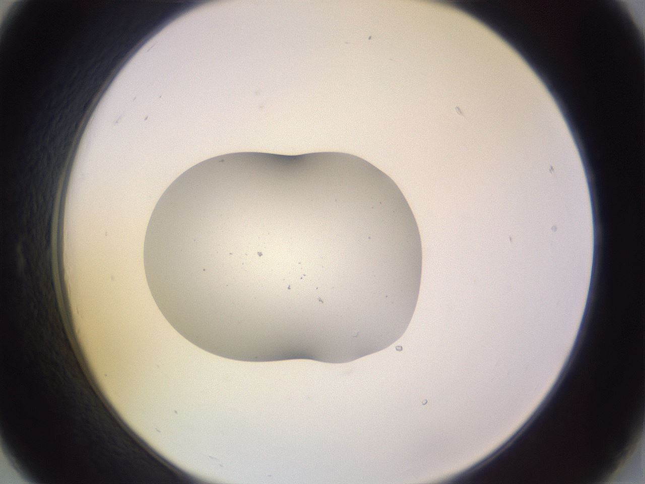 folderID253_plateID3253_batchID19238_wellNum19_profileID1_d2_r285992_ef.jpg