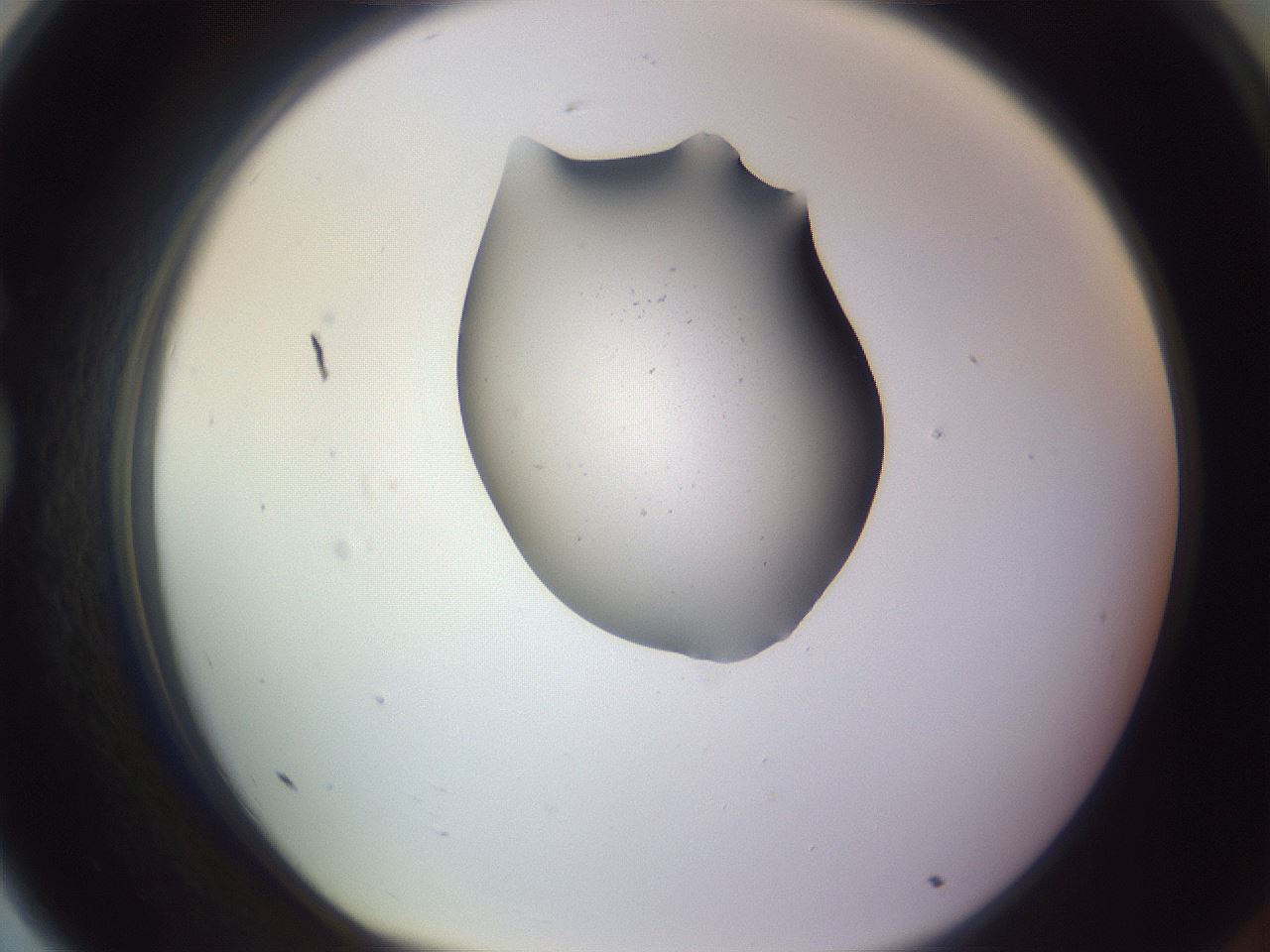 folderID253_plateID3253_batchID19238_wellNum79_profileID1_d1_r286111_ef.jpg