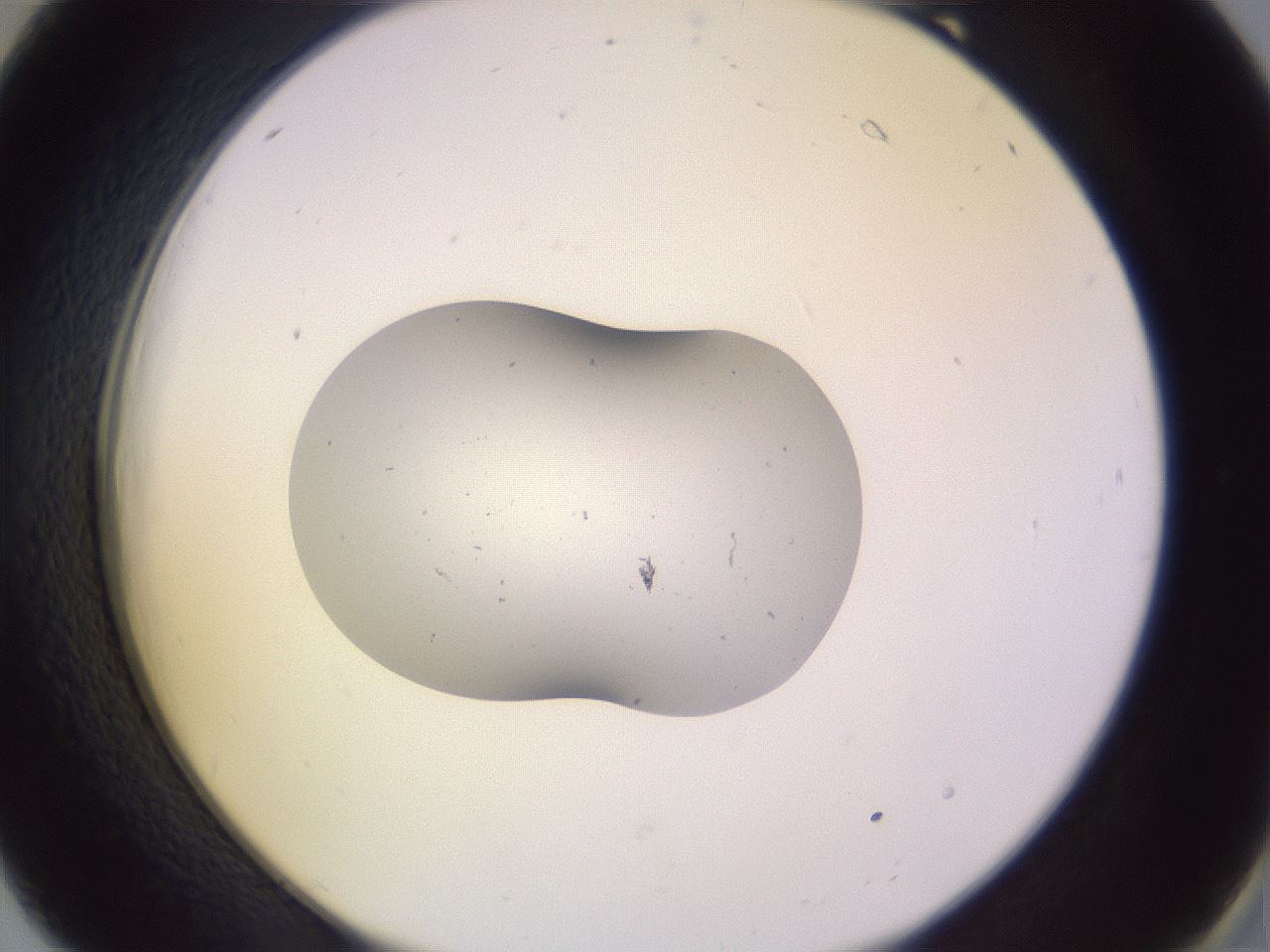 folderID253_plateID3253_batchID19777_wellNum18_profileID1_d2_r285990_ef.jpg