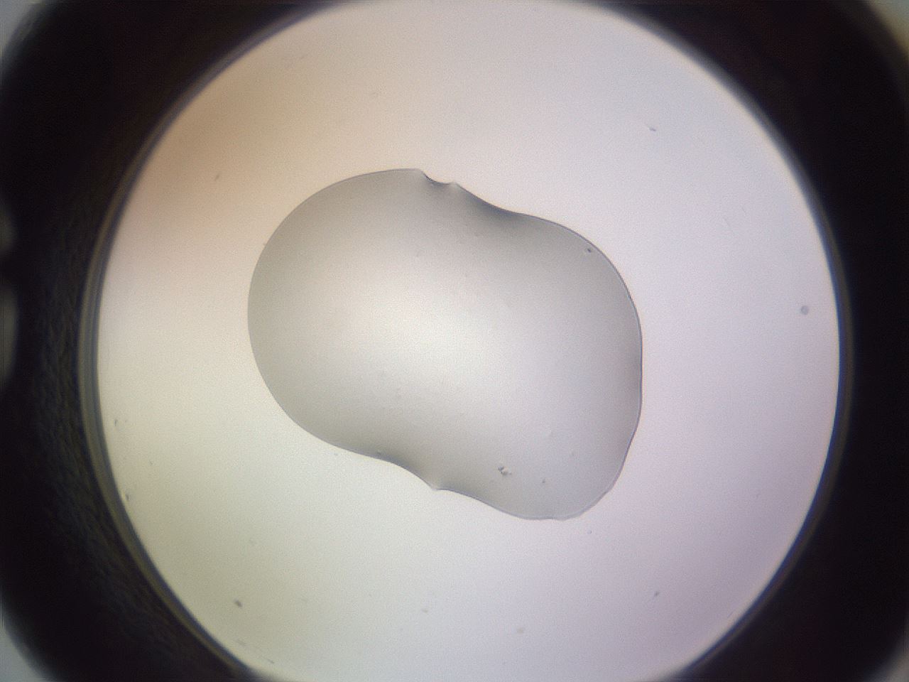 folderID253_plateID3253_batchID19777_wellNum75_profileID1_d1_r286103_ef.jpg