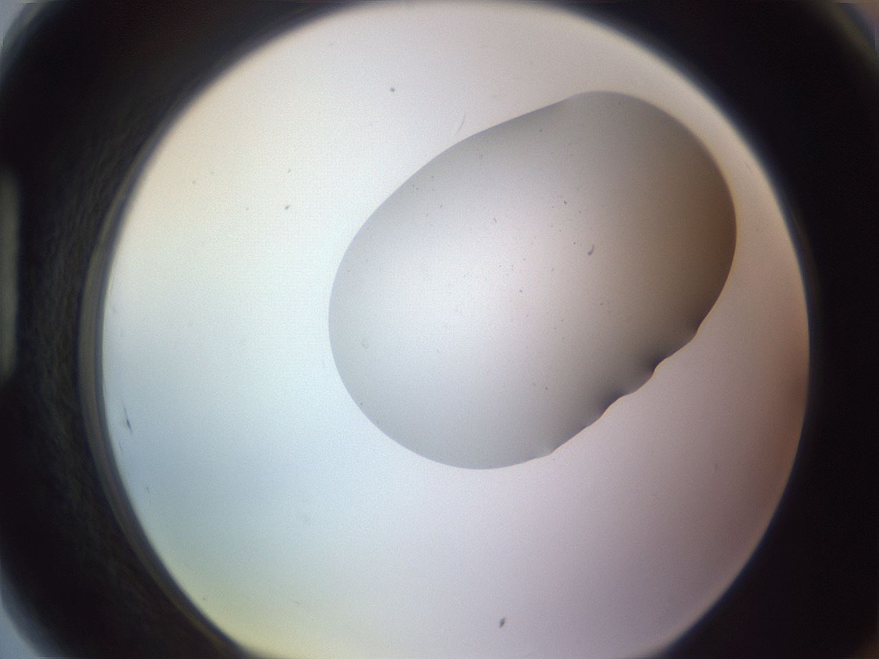 folderID253_plateID3253_batchID19777_wellNum89_profileID1_d1_r286131_ef.jpg