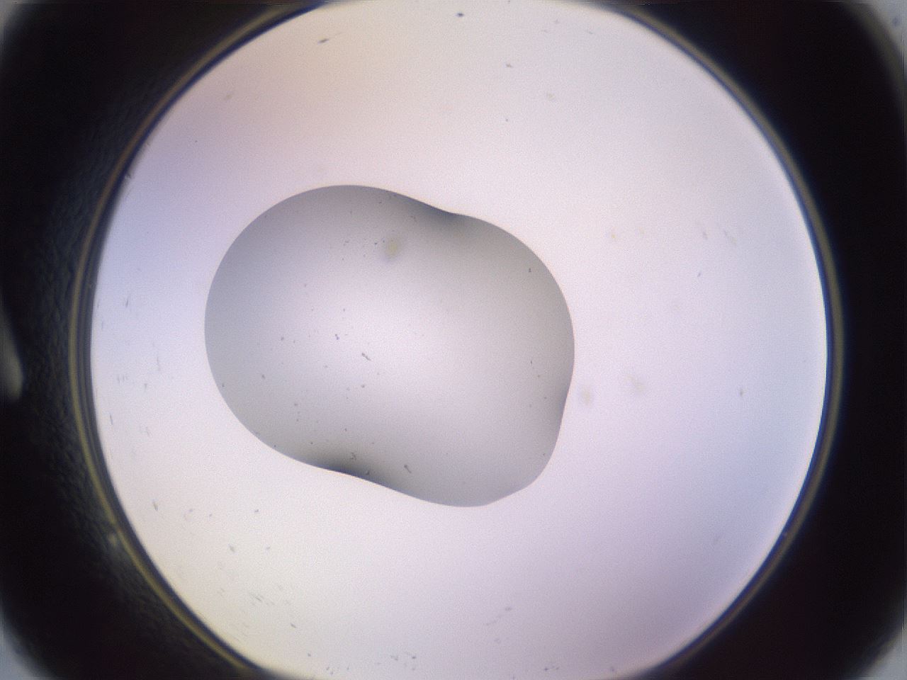 folderID253_plateID3253_batchID19777_wellNum9_profileID1_d1_r285971_ef.jpg
