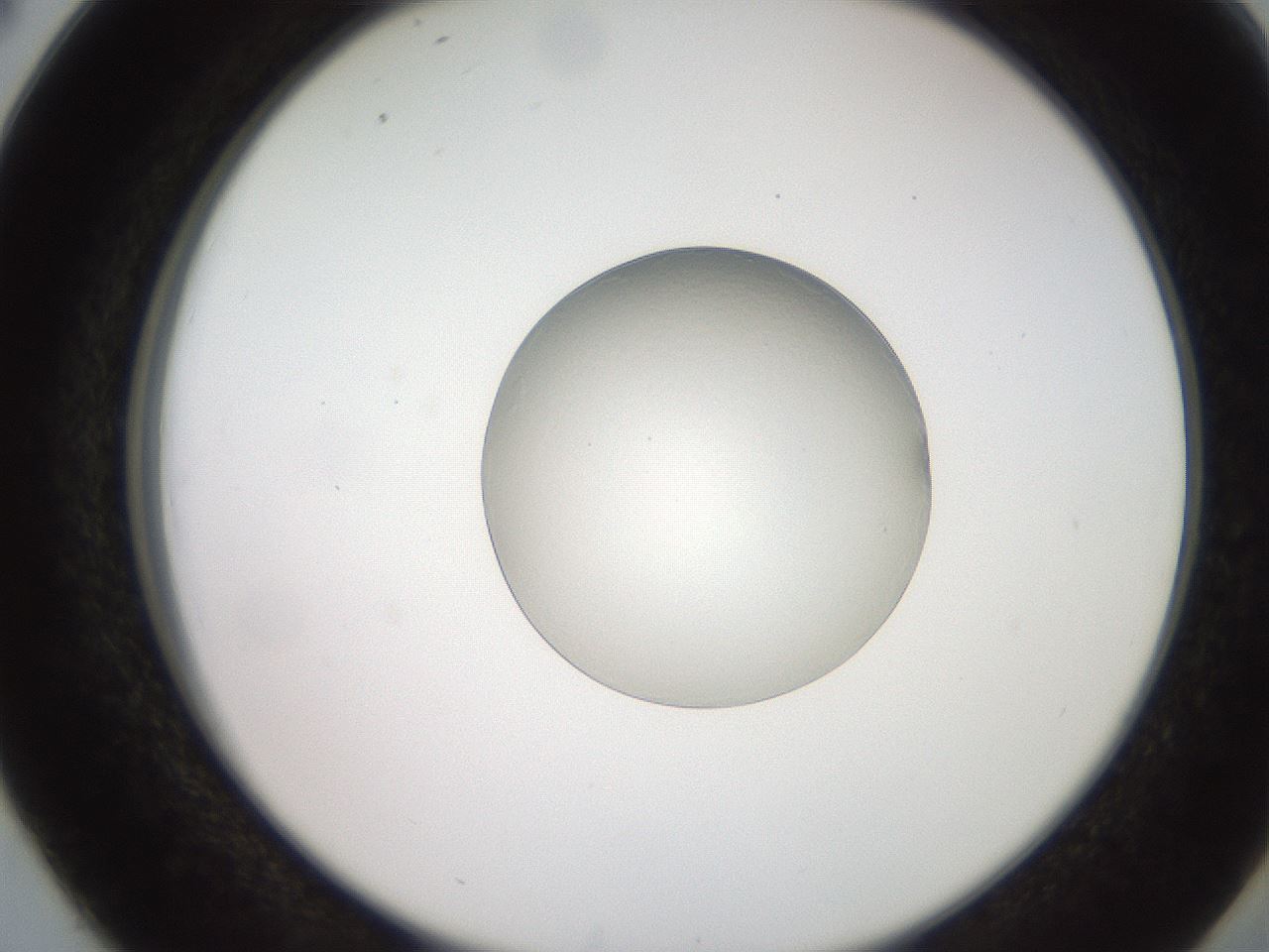 folderID257_plateID2257_batchID10190_wellNum38_profileID1_d2_r156685_ef.jpg