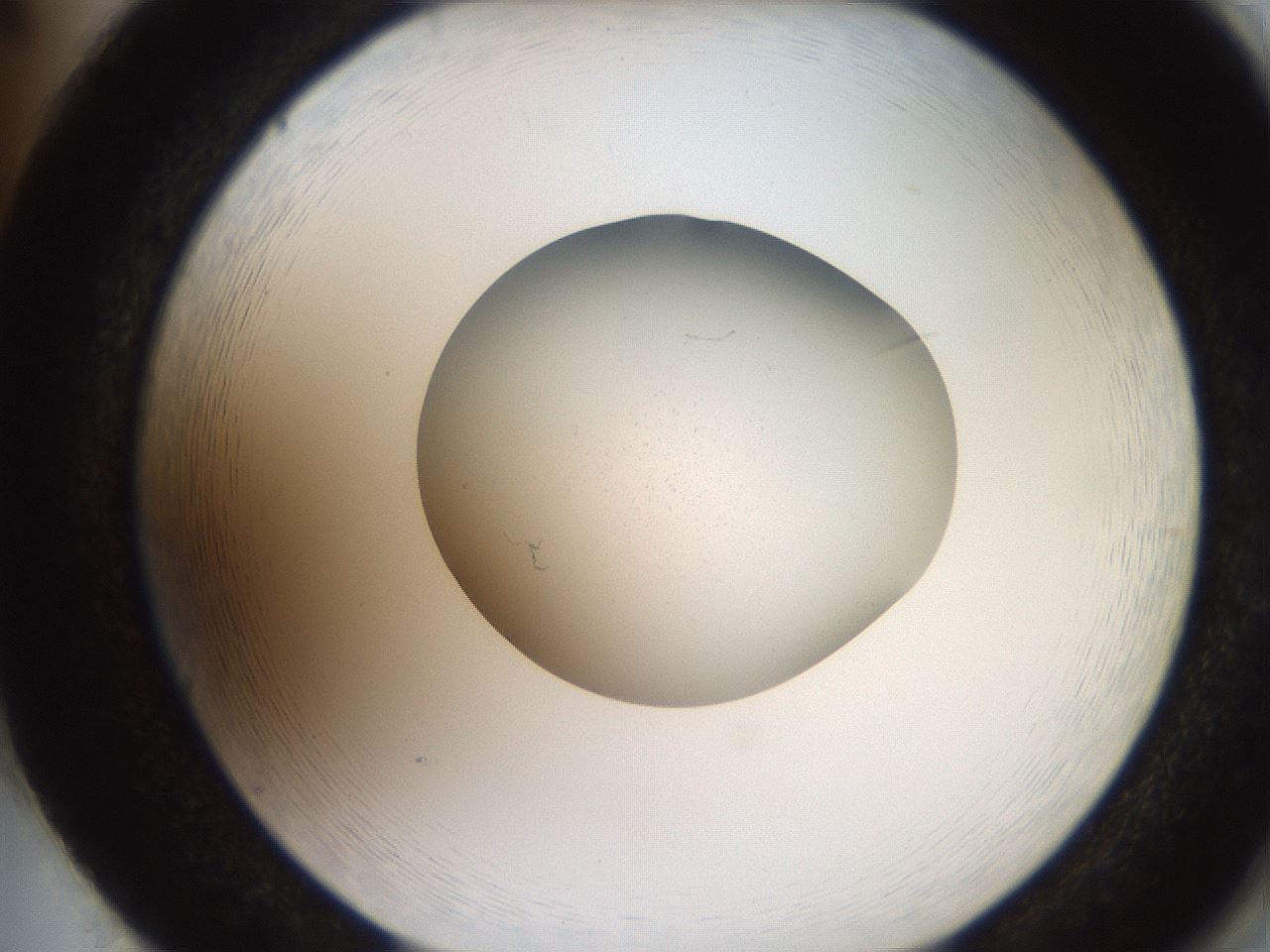 folderID257_plateID2257_batchID10278_wellNum86_profileID1_d2_r156781_ef.jpg
