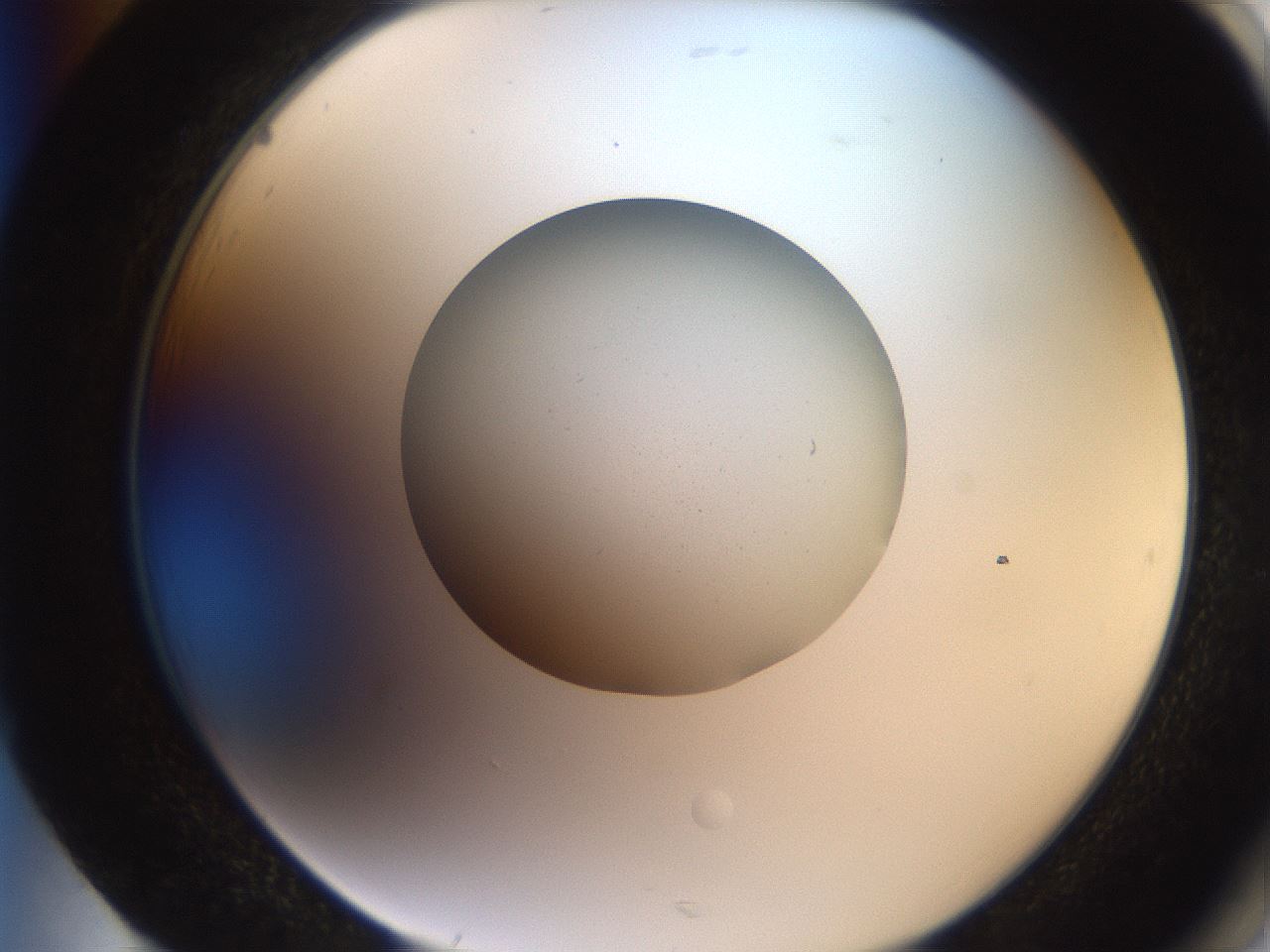 folderID258_plateID2258_batchID10916_wellNum85_profileID1_d2_r156971_ef.jpg