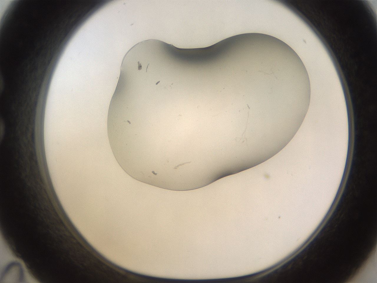 folderID259_plateID1259_batchID3790_wellNum35_profileID1_d1_r72794_ef.jpg