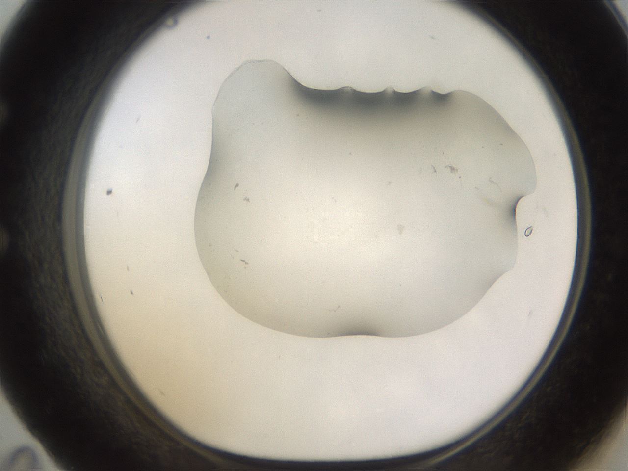 folderID259_plateID1259_batchID3790_wellNum59_profileID1_d1_r72818_ef.jpg