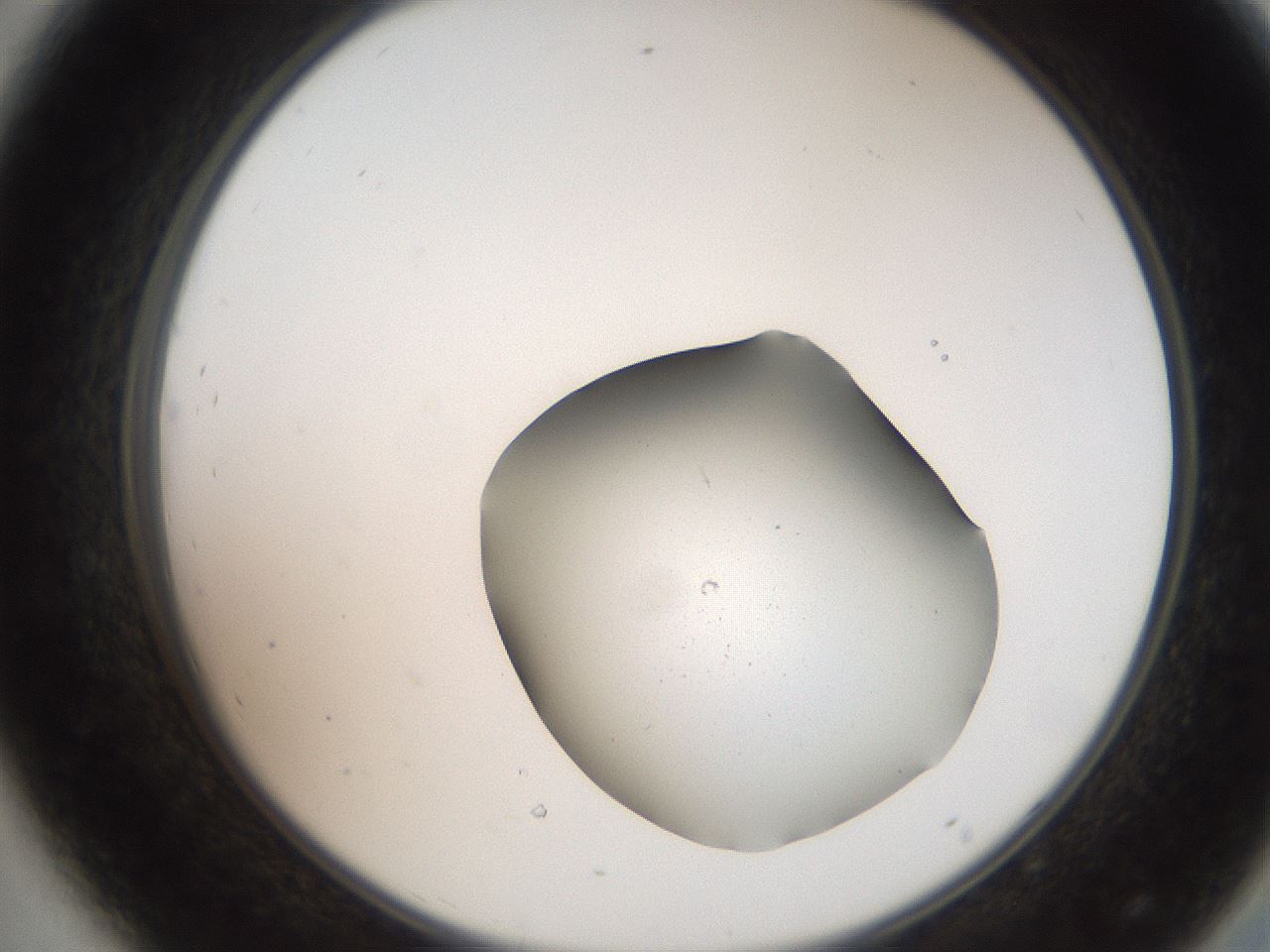 folderID259_plateID2259_batchID10919_wellNum44_profileID1_d2_r157273_ef.jpg