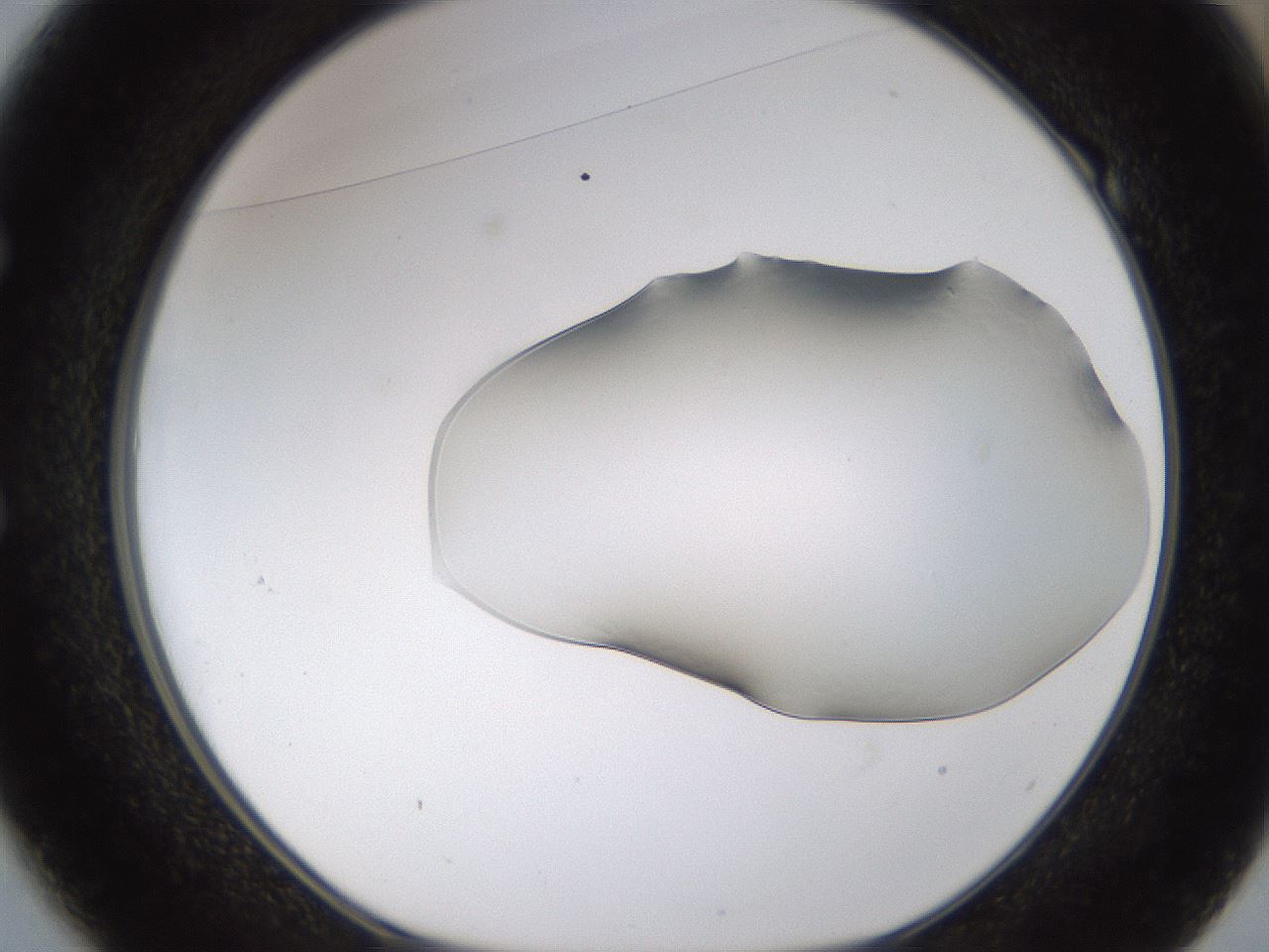 folderID260_plateID1260_batchID4592_wellNum49_profileID1_d1_r72904_ef.jpg