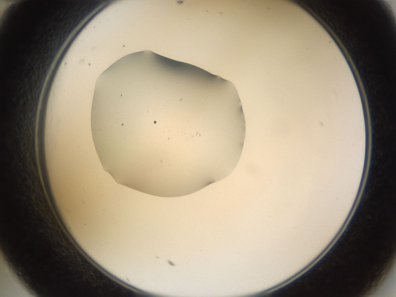 folderID263_plateID3263_batchID18660_wellNum35_profileID1_d2_r287188_ef.jpg
