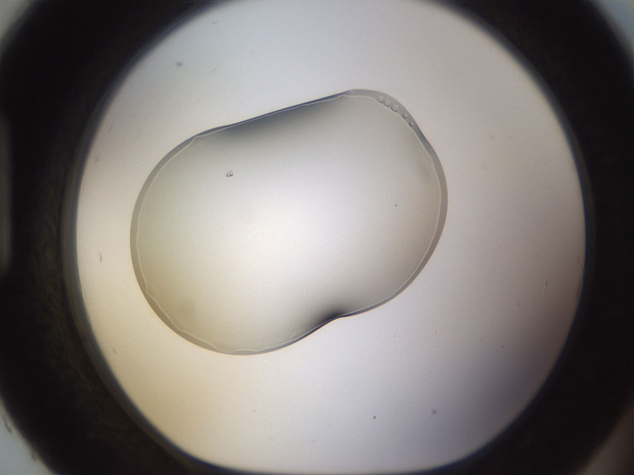 folderID263_plateID3263_batchID18788_wellNum93_profileID1_d1_r287396_ef.jpg
