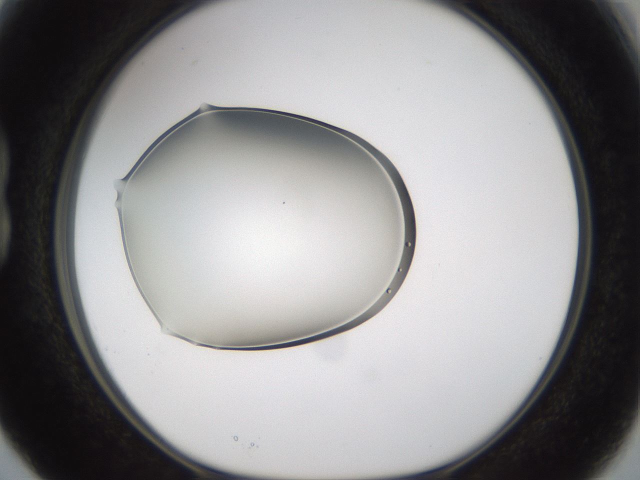 folderID263_plateID3263_batchID18863_wellNum15_profileID1_d1_r287147_ef.jpg