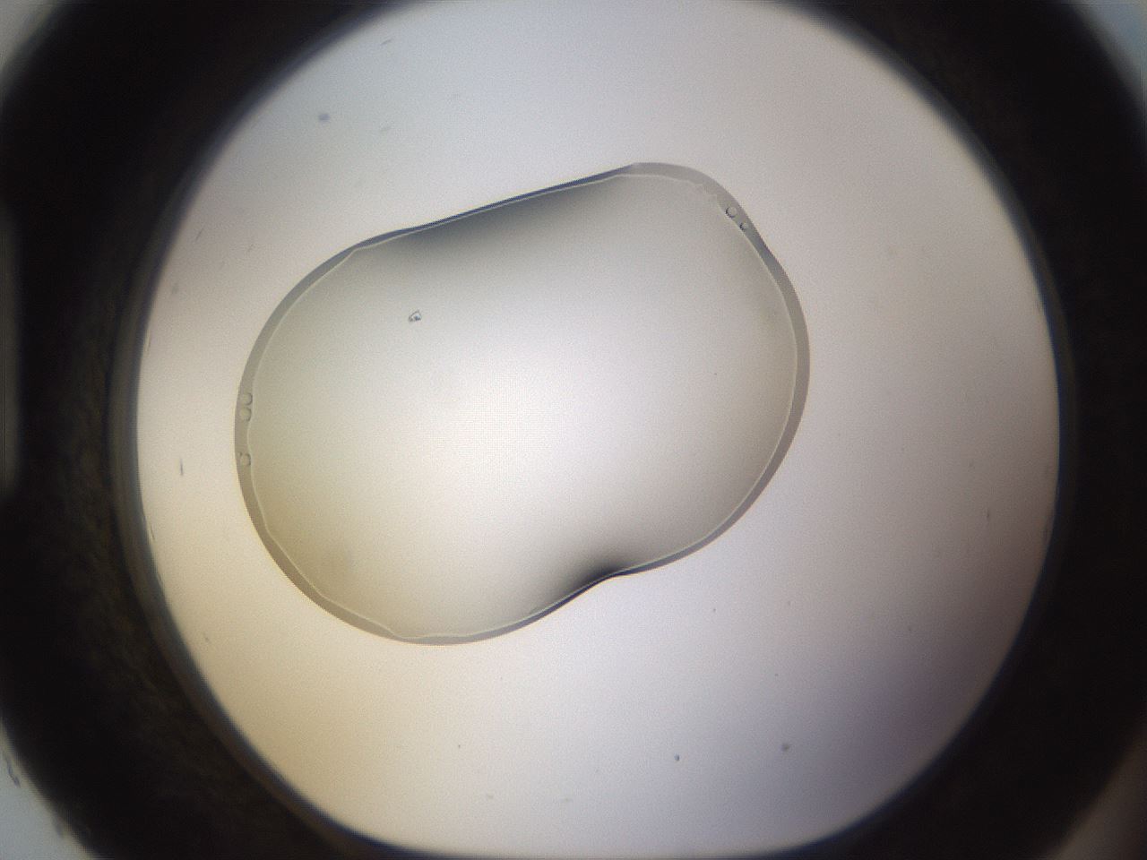folderID263_plateID3263_batchID19008_wellNum93_profileID1_d1_r287396_ef.jpg