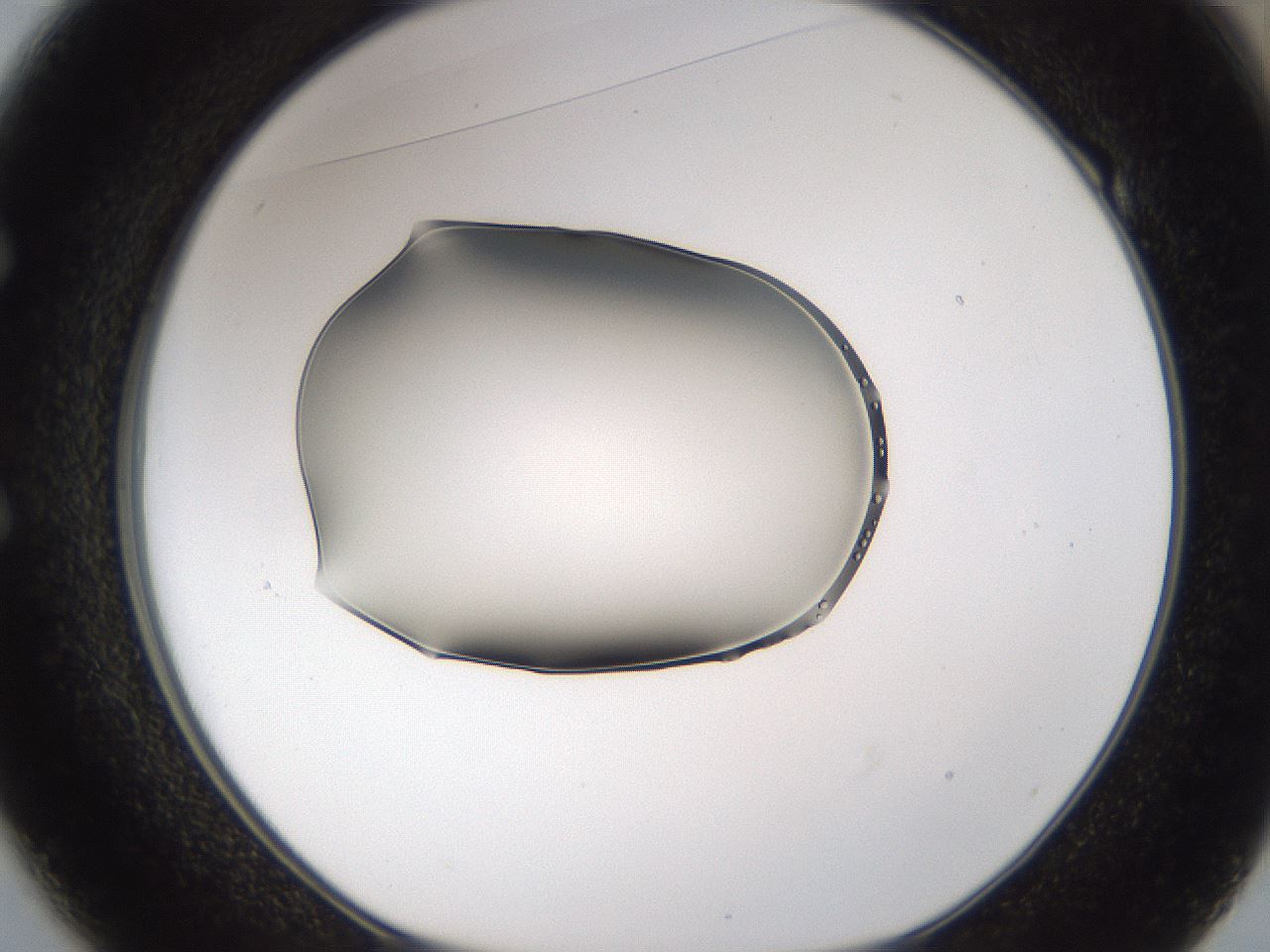 folderID263_plateID3263_batchID19289_wellNum49_profileID1_d1_r287219_ef.jpg