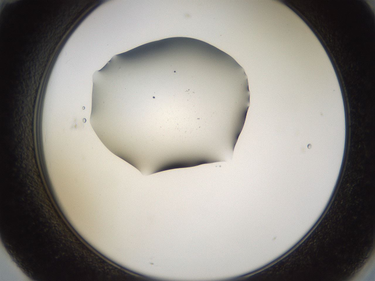 folderID263_plateID3263_batchID19289_wellNum71_profileID1_d2_r287310_ef.jpg