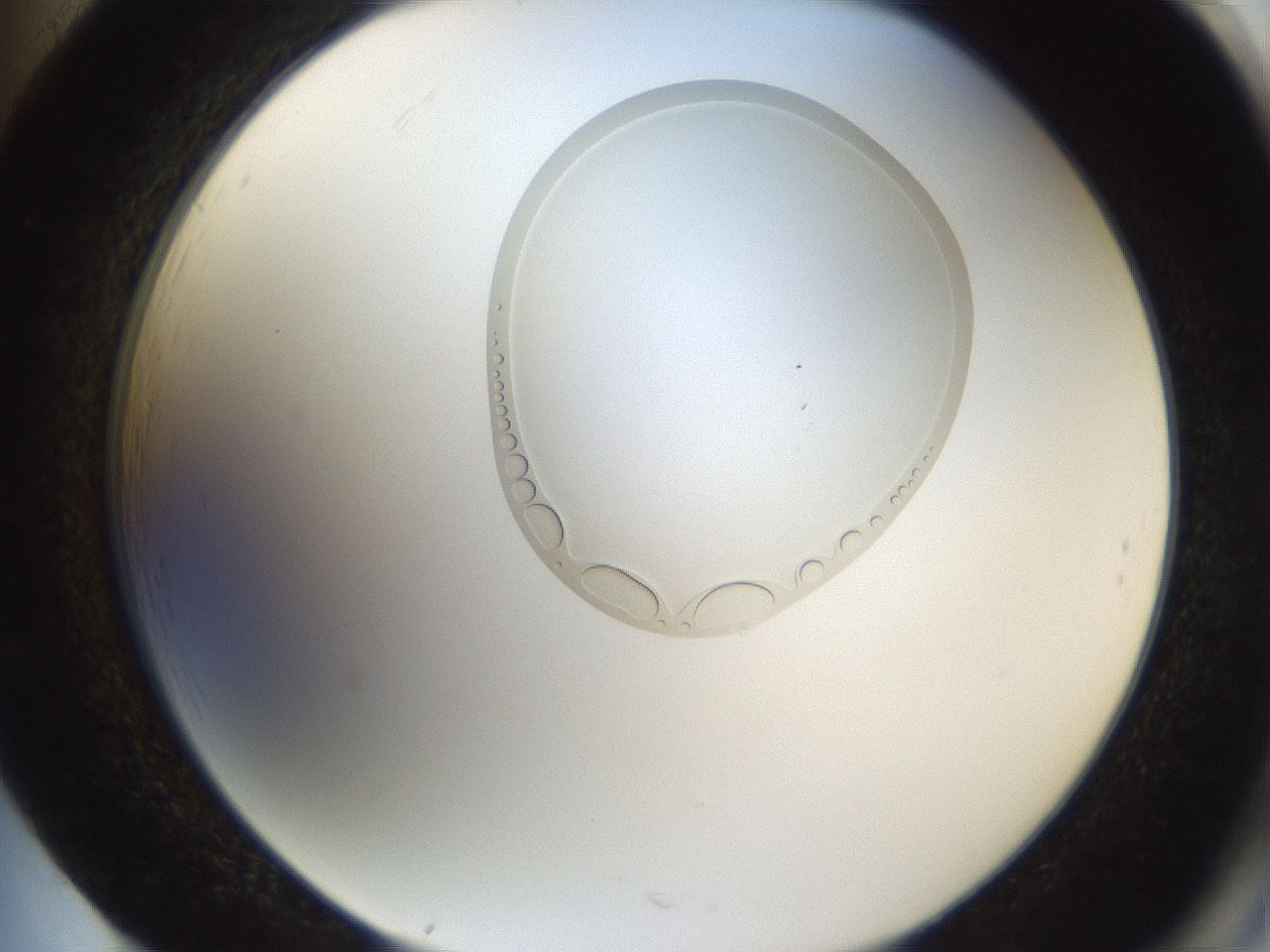 folderID263_plateID3263_batchID19550_wellNum85_profileID1_d2_r287366_ef.jpg