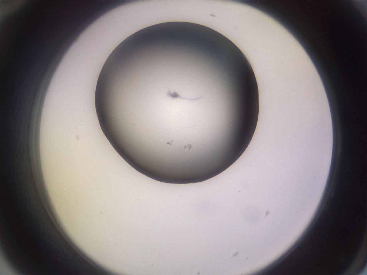 folderID264_plateID3264_batchID18789_wellNum70_profileID1_d2_r287450_ef.jpg