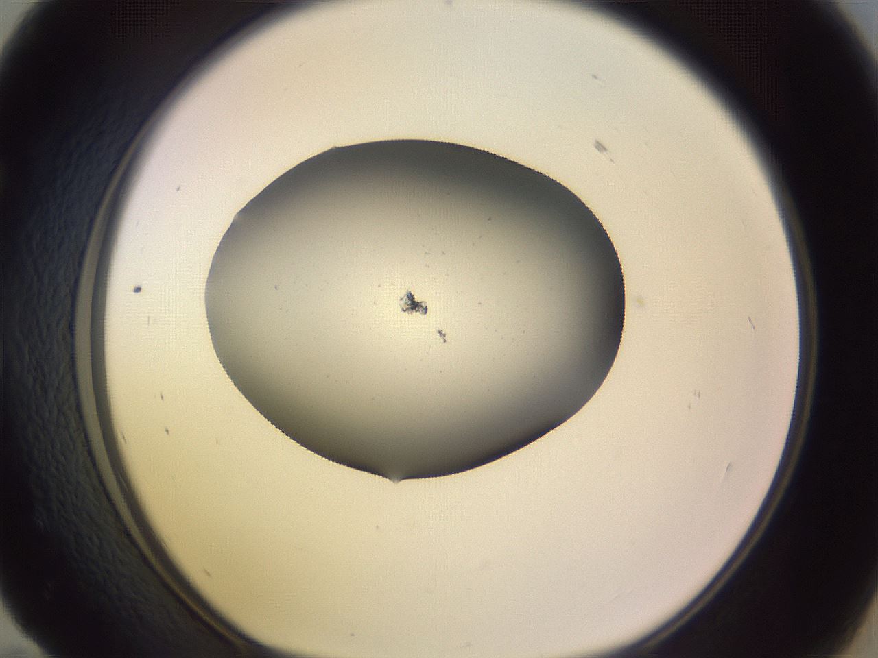 folderID264_plateID3264_batchID19290_wellNum59_profileID1_d1_r287427_ef.jpg