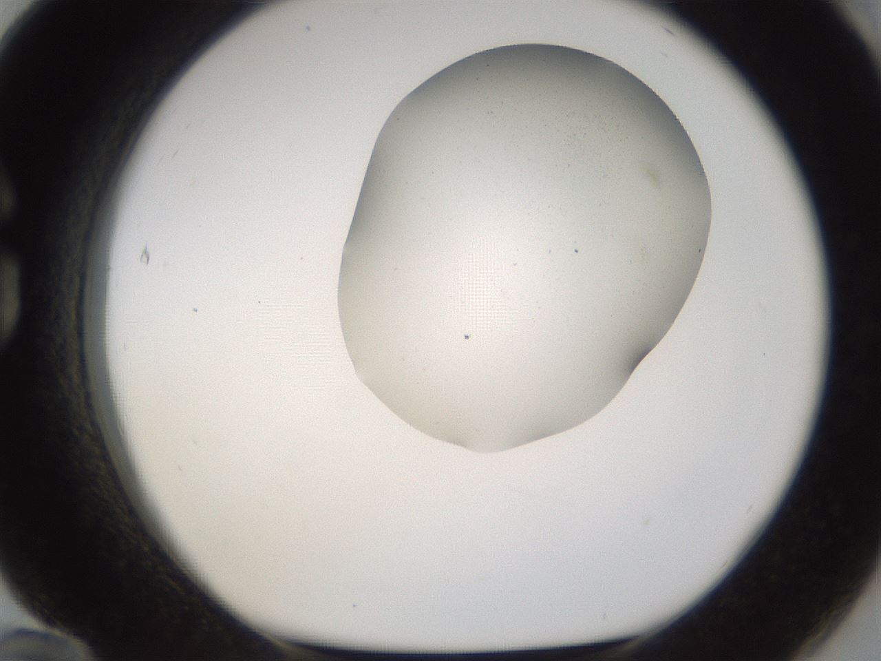 folderID265_plateID3265_batchID18559_wellNum84_profileID1_d1_r287861_ef.jpg