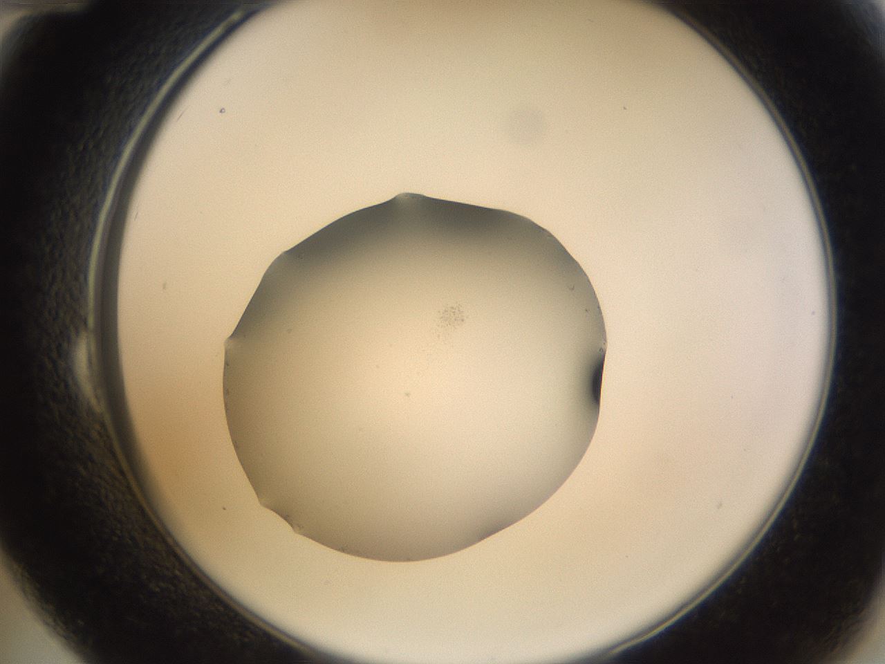 folderID265_plateID3265_batchID19010_wellNum24_profileID1_d2_r287742_ef.jpg