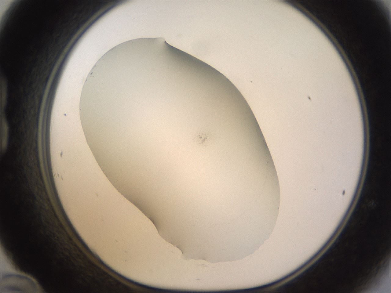 folderID265_plateID3265_batchID19291_wellNum24_profileID1_d1_r287741_ef.jpg