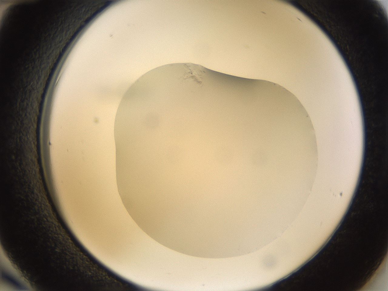 folderID265_plateID3265_batchID19552_wellNum36_profileID1_d2_r287766_ef.jpg