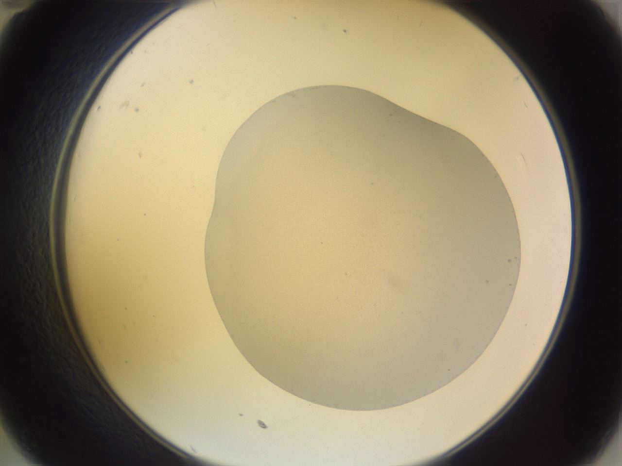folderID266_plateID3266_batchID18560_wellNum35_profileID1_d2_r287572_ef.jpg