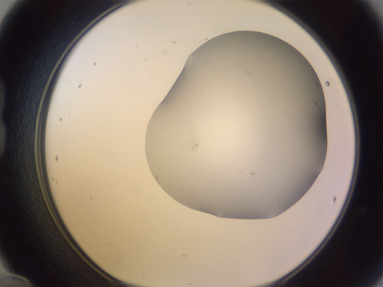 folderID266_plateID3266_batchID18664_wellNum24_profileID1_d1_r287549_ef.jpg